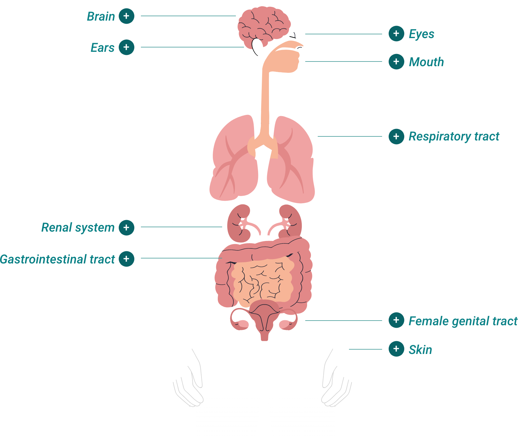 Illustration showing how plasminogen deficiency symptoms may present as growths on the mucous membranes of the brain, ears, eyes, mouth, respiratory tract, renal system, gastrointestinal system, female genital tract, and skin